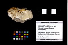 Foto (Objekt + Etikett) von Goniodromites bidentatus (Reuss, 1859)  (NHMW-GEO-1990-0041-2563)